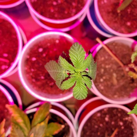 Unknown strain growlog photo: Overwatered ones, got a little sprinkle on the top.  Been 4 days since last watering and they still need to dry up more, butbdidnt want top to go completely dry