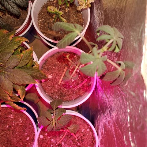 Unknown strain growlog timeline photo