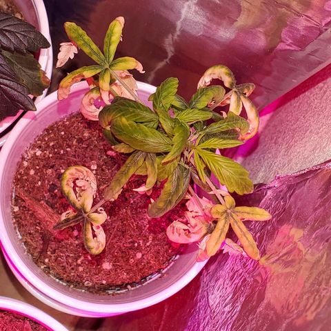 Unknown strain growlog timeline photo