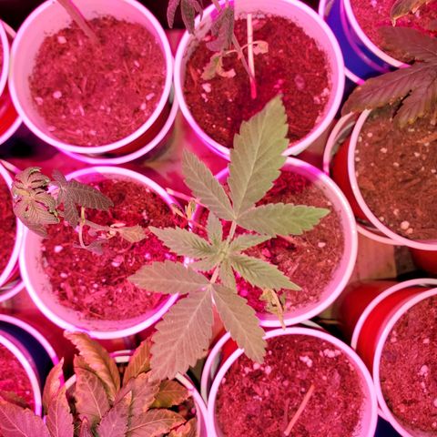 Unknown strain growlog timeline photo