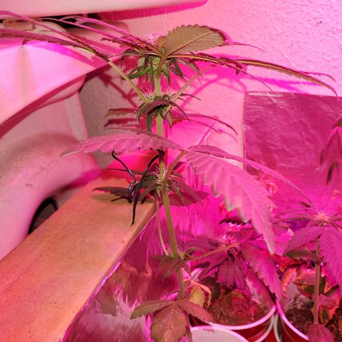 Unknown strain growlog timeline photo