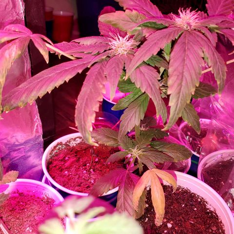 Unknown strain growlog timeline photo