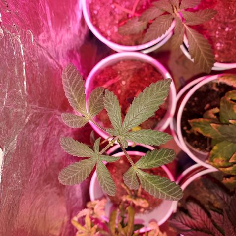 Unknown strain growlog timeline photo