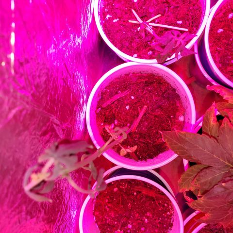Unknown strain growlog timeline photo
