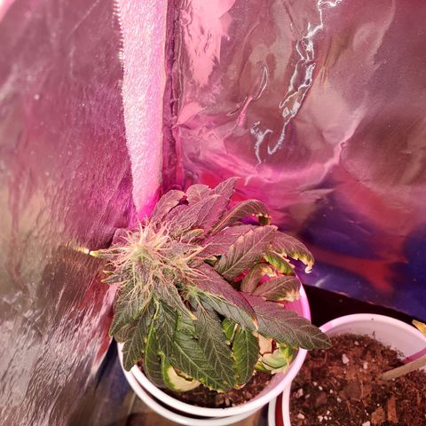 Unknown strain growlog timeline photo
