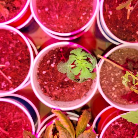 Unknown strain growlog timeline photo