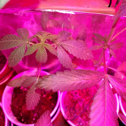 Unknown strain growlog timeline photo