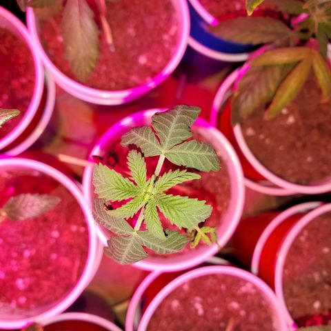 Unknown strain growlog timeline photo