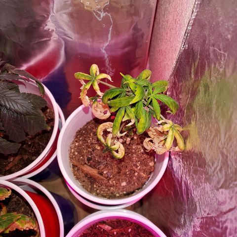 Unknown strain growlog timeline photo
