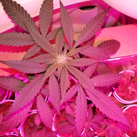 Unknown strain growlog timeline photo