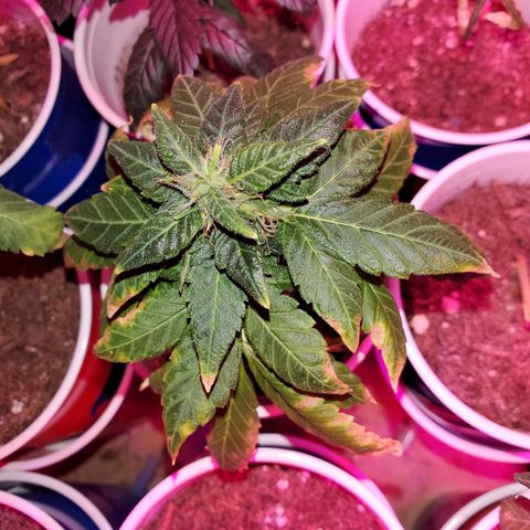 Unknown strain growlog timeline photo