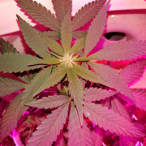 Unknown strain growlog timeline photo