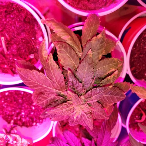 Unknown strain growlog timeline photo
