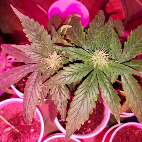 Unknown strain growlog photo: Overwatered ones, got a little sprinkle on the top.  Been 4 days since last watering and they still need to dry up more, butbdidnt want top to go completely dry