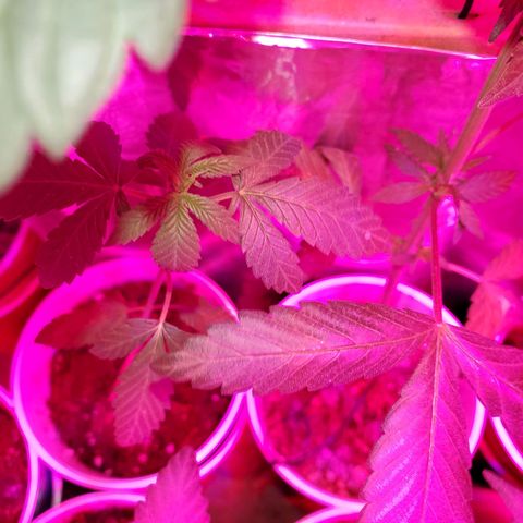 Unknown strain growlog timeline photo