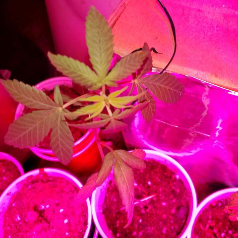 Unknown strain growlog timeline photo