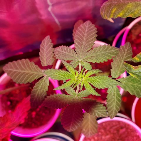Unknown strain growlog timeline photo