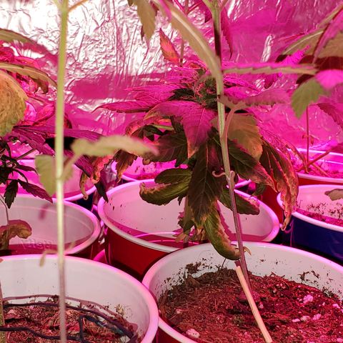 Unknown strain growlog timeline photo