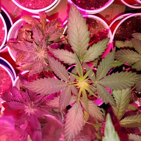 Unknown strain growlog timeline photo