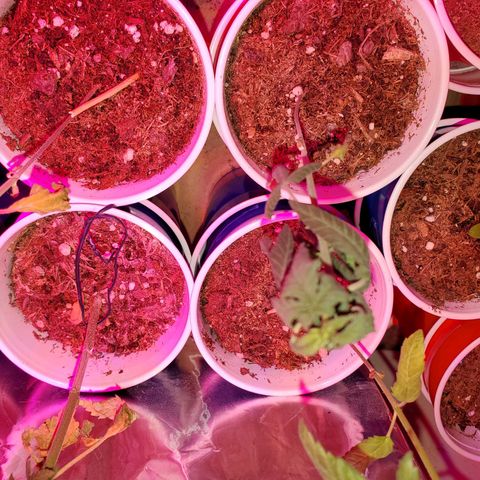 Unknown strain growlog timeline photo