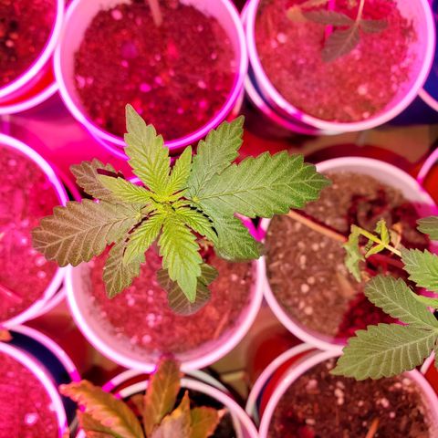 Unknown strain growlog timeline photo
