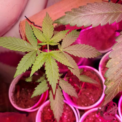 Unknown strain growlog timeline photo