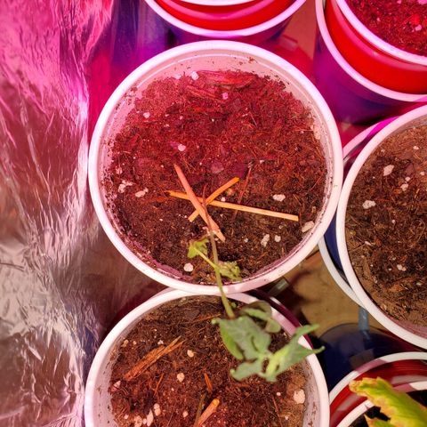 Unknown strain growlog photo: Overwatered ones, got a little sprinkle on the top.  Been 4 days since last watering and they still need to dry up more, butbdidnt want top to go completely dry