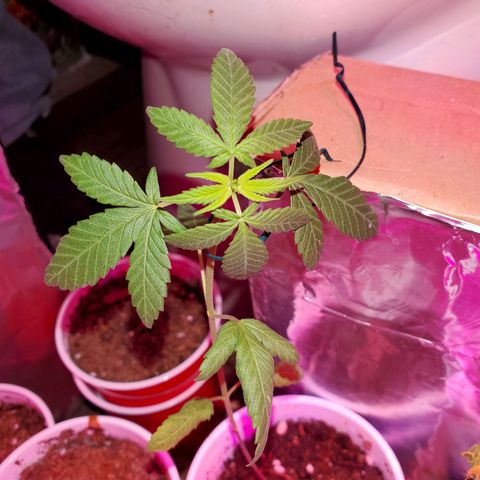 Unknown strain growlog timeline photo