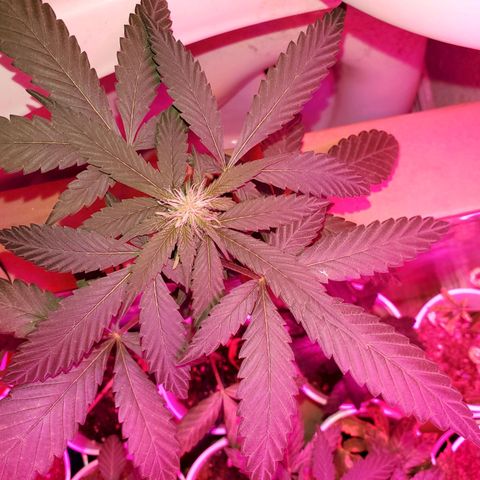 Unknown strain growlog timeline photo