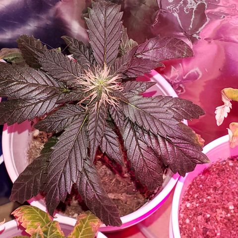 Unknown strain growlog timeline photo