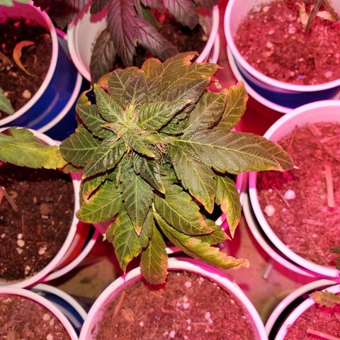 Unknown strain growlog timeline photo