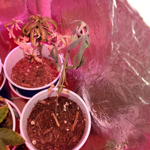 Unknown strain growlog timeline photo