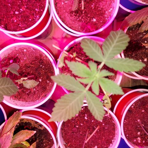 Unknown strain growlog photo: Overwatered ones, got a little sprinkle on the top.  Been 4 days since last watering and they still need to dry up more, butbdidnt want top to go completely dry