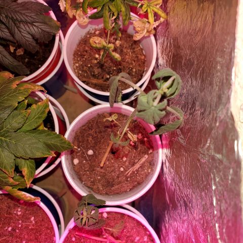 Unknown strain growlog timeline photo