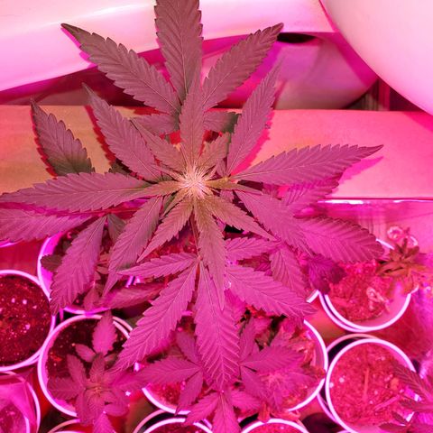 Unknown strain growlog timeline photo