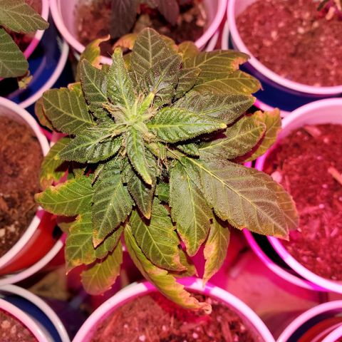Unknown strain growlog timeline photo