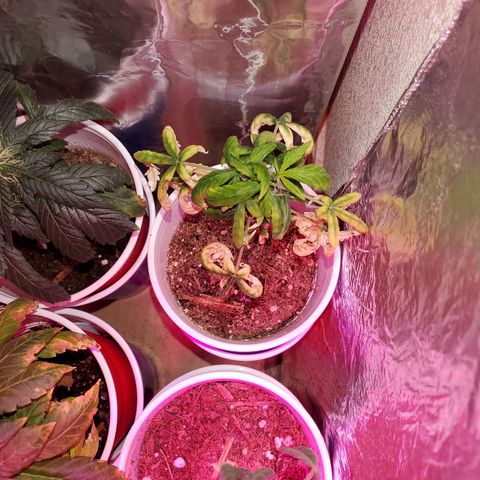 Unknown strain growlog timeline photo