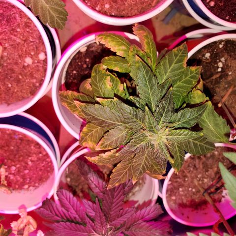 Unknown strain growlog timeline photo