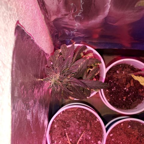 Unknown strain growlog timeline photo
