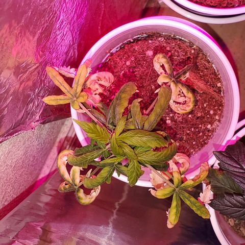Unknown strain growlog timeline photo