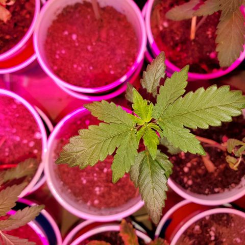 Unknown strain growlog timeline photo