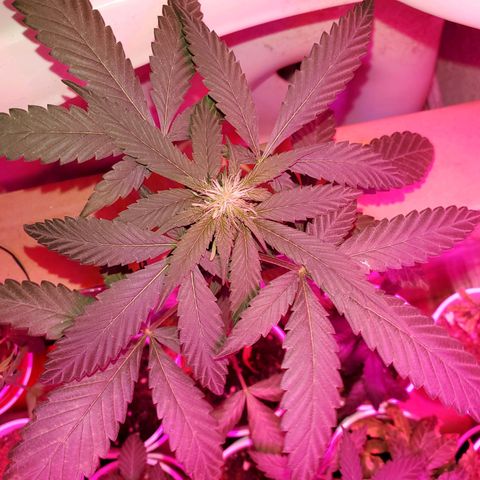 Unknown strain growlog timeline photo