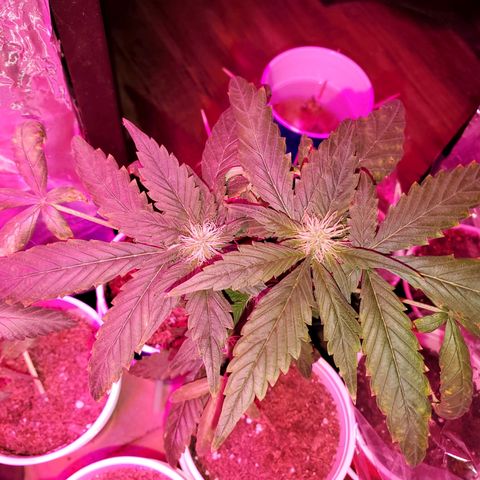 Unknown strain growlog timeline photo