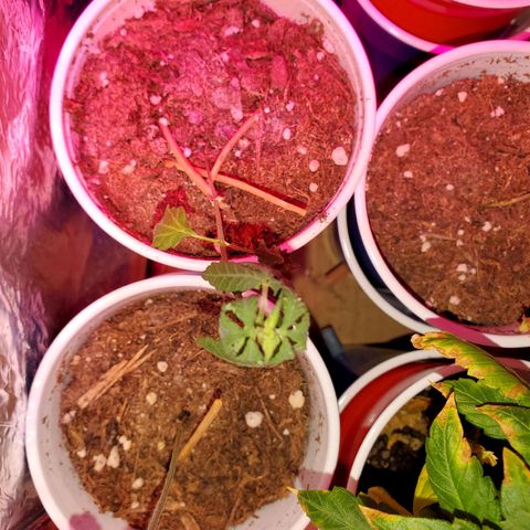 Unknown strain growlog timeline photo