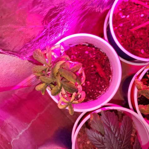 Unknown strain growlog timeline photo