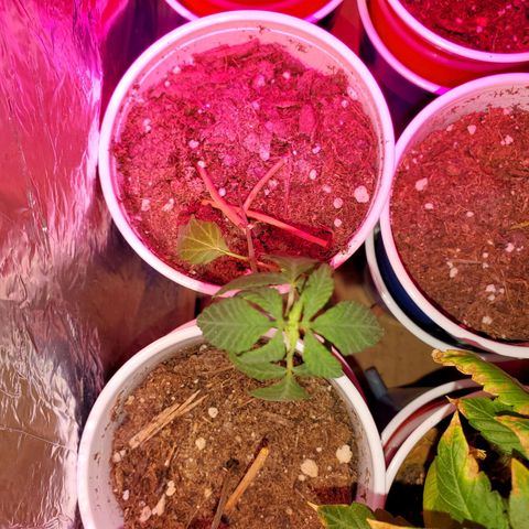 Unknown strain growlog timeline photo