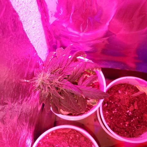 Unknown strain growlog timeline photo
