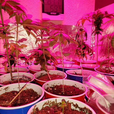 Unknown strain growlog timeline photo