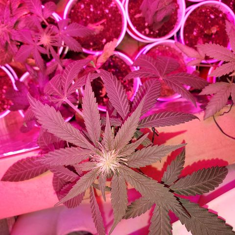Unknown strain growlog timeline photo