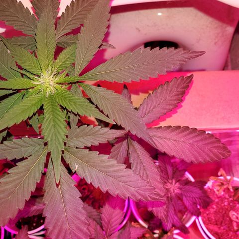 Unknown strain growlog timeline photo